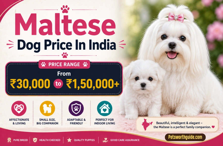 Maltese Dog Price In India: 6 Shocking Facts Every Buyer Must Know in 2026 Maltese Dog Price In India