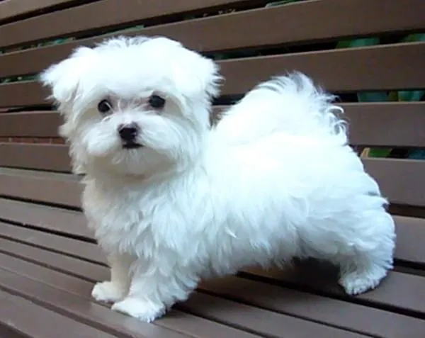Maltese Dog Price In India