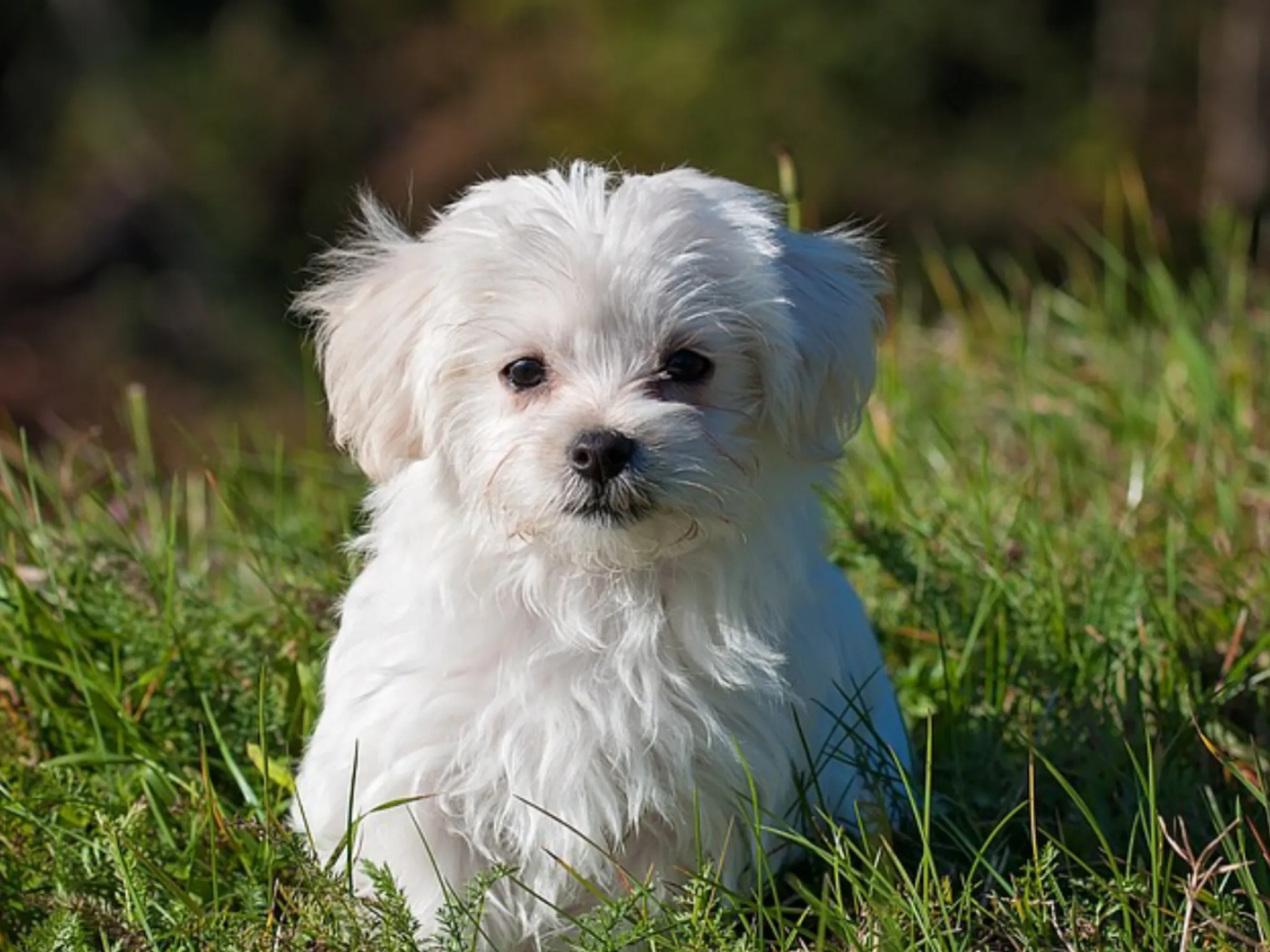 Maltese Dog Puppy
