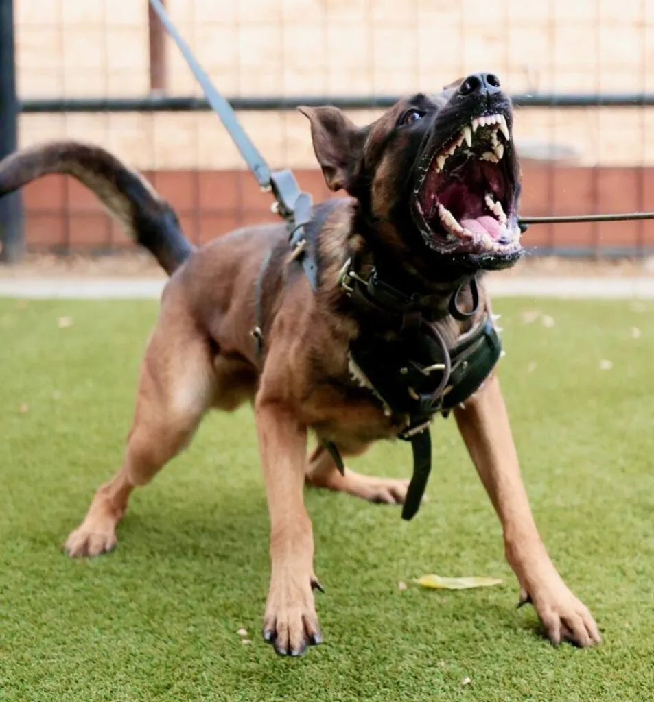 Military Belgian Malinois