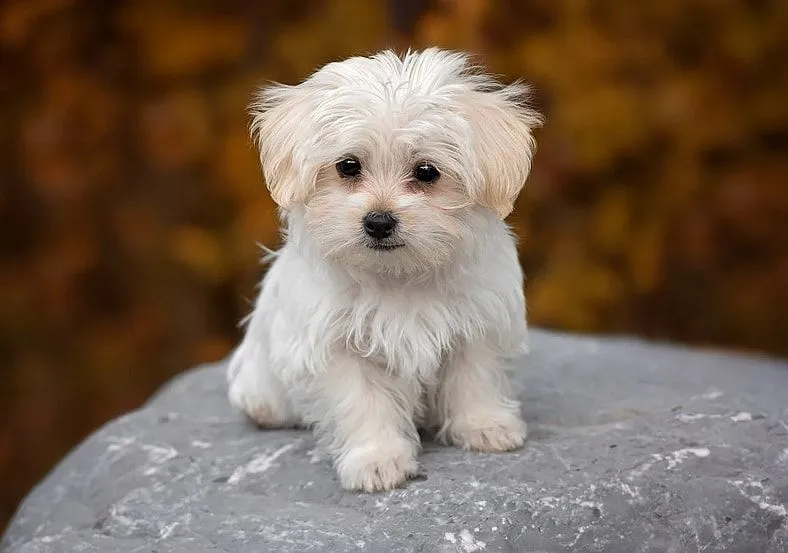 Mini Maltese Dog Price