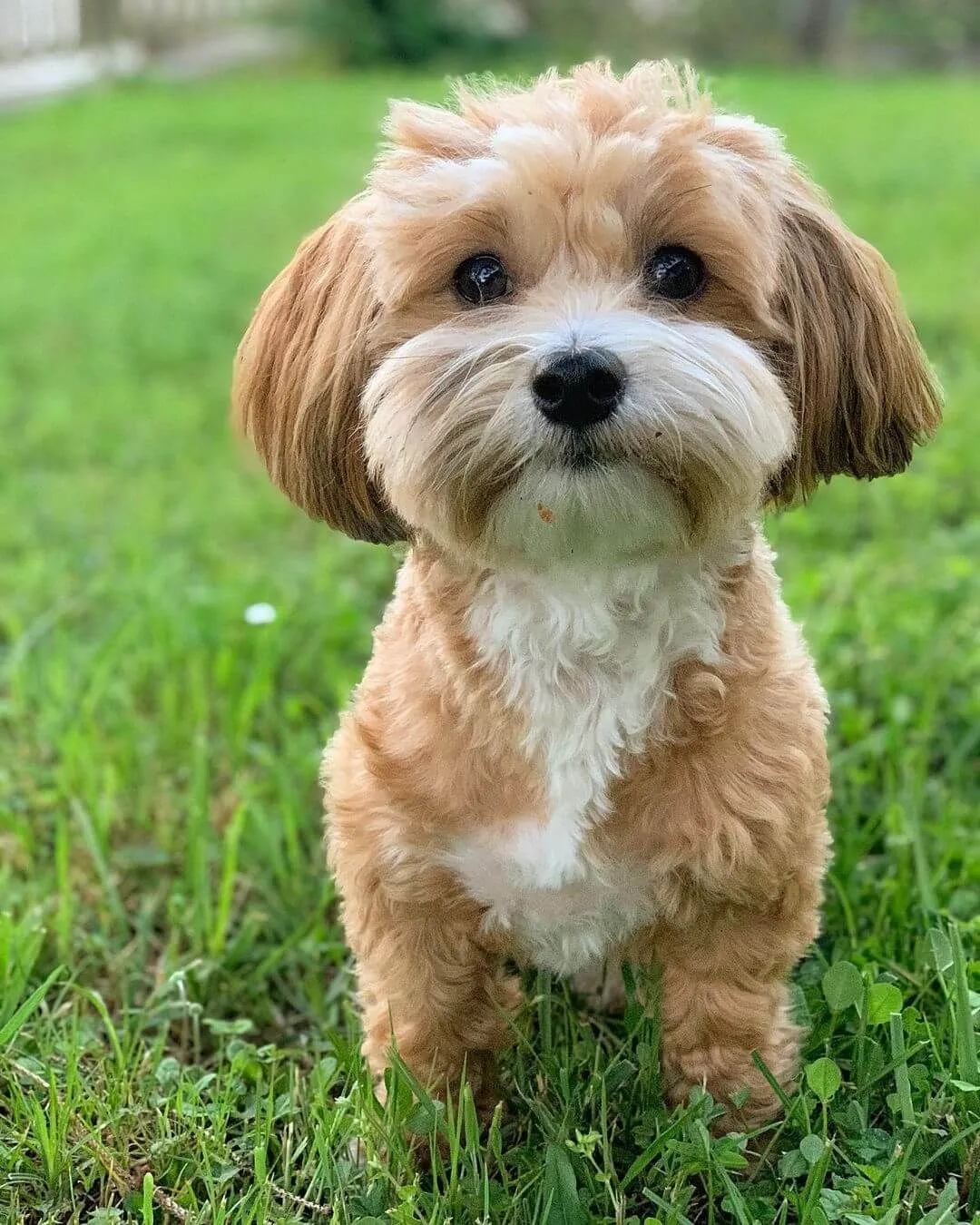 Monthly Cost of Owning a Havanese in the USA
