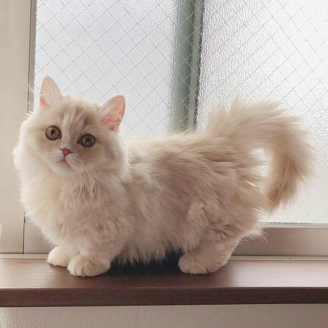 Munchkin Cat Personality and Behaviour