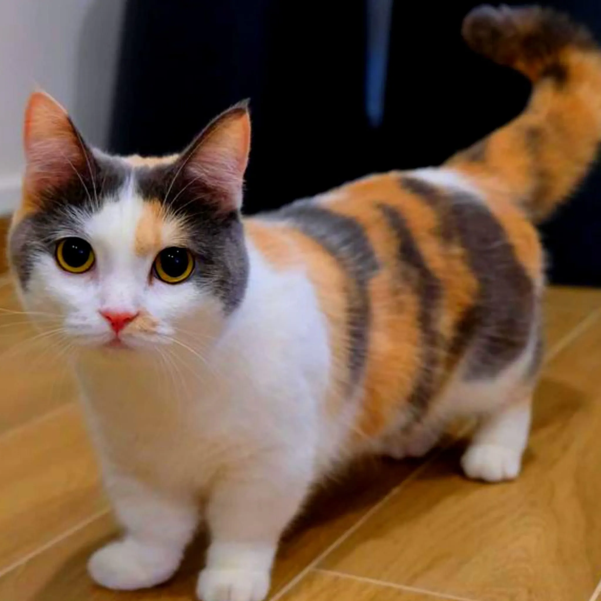 Munchkin Cat