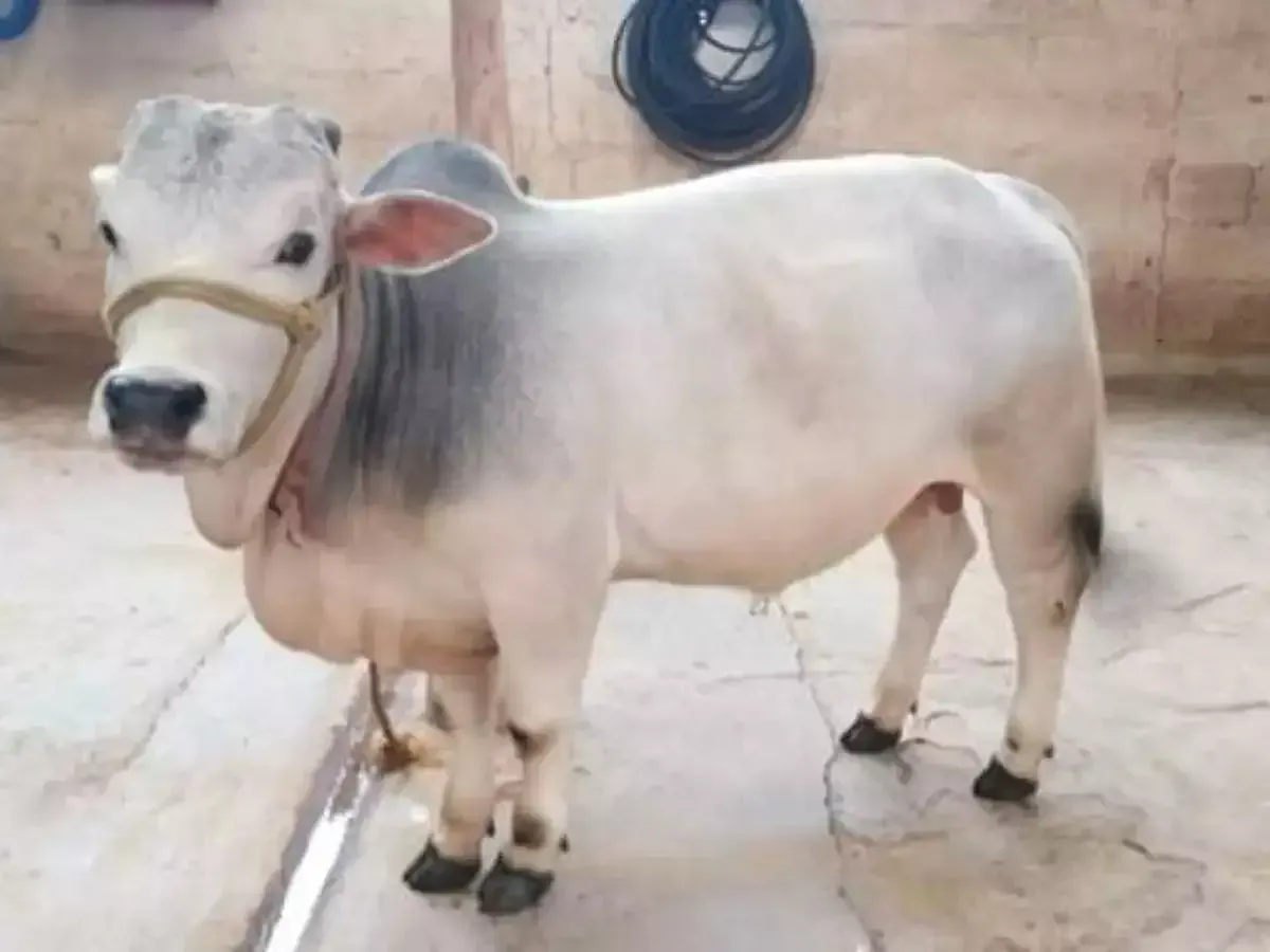 Punganur Cow Height and Size