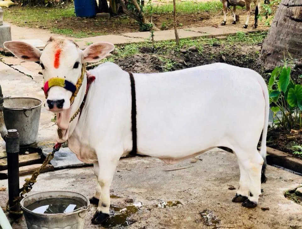 Punganur Cow Milk Price