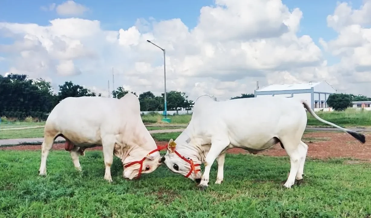 Punganur Cow
