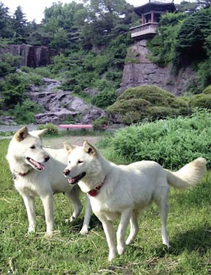 Pungsan Dog History