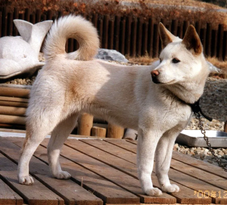 Pungsan Dog Lifespan
