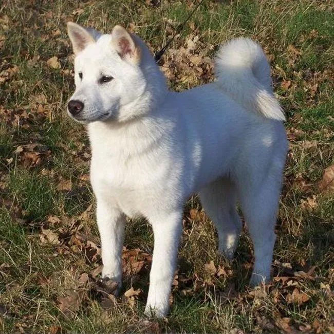 Pungsan Dog Personality