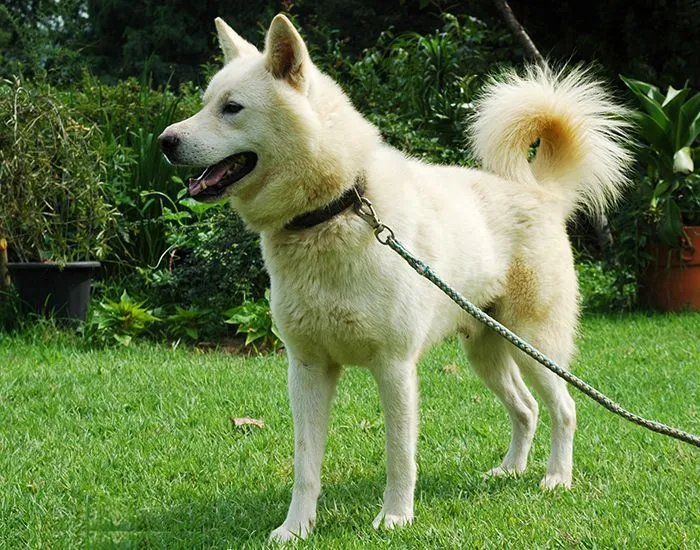 Pungsan Dog Price in the USA