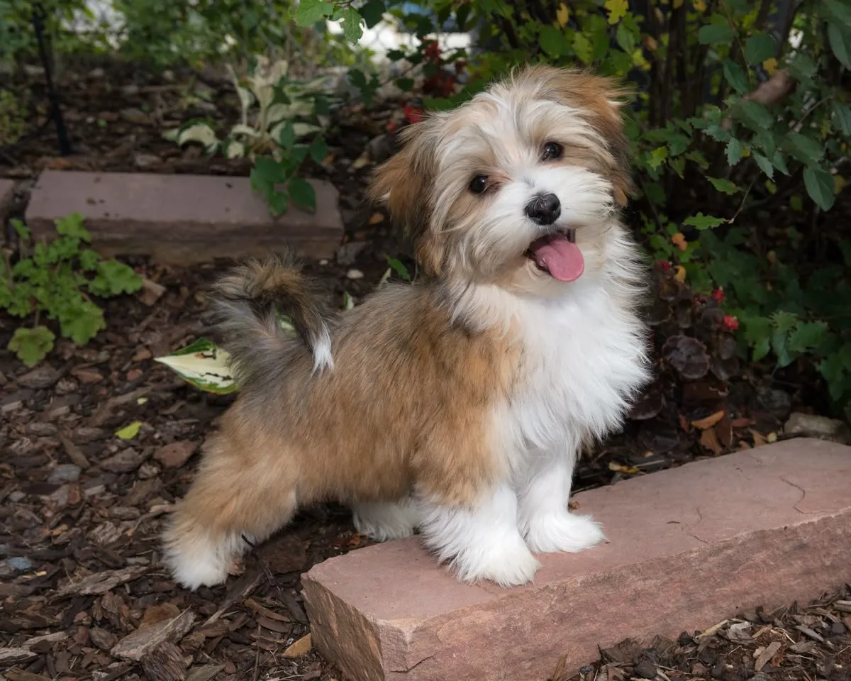Puppy Havanese Dog Price
