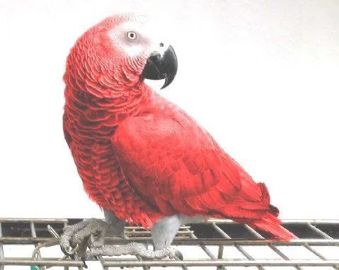 Red African Grey Parrot