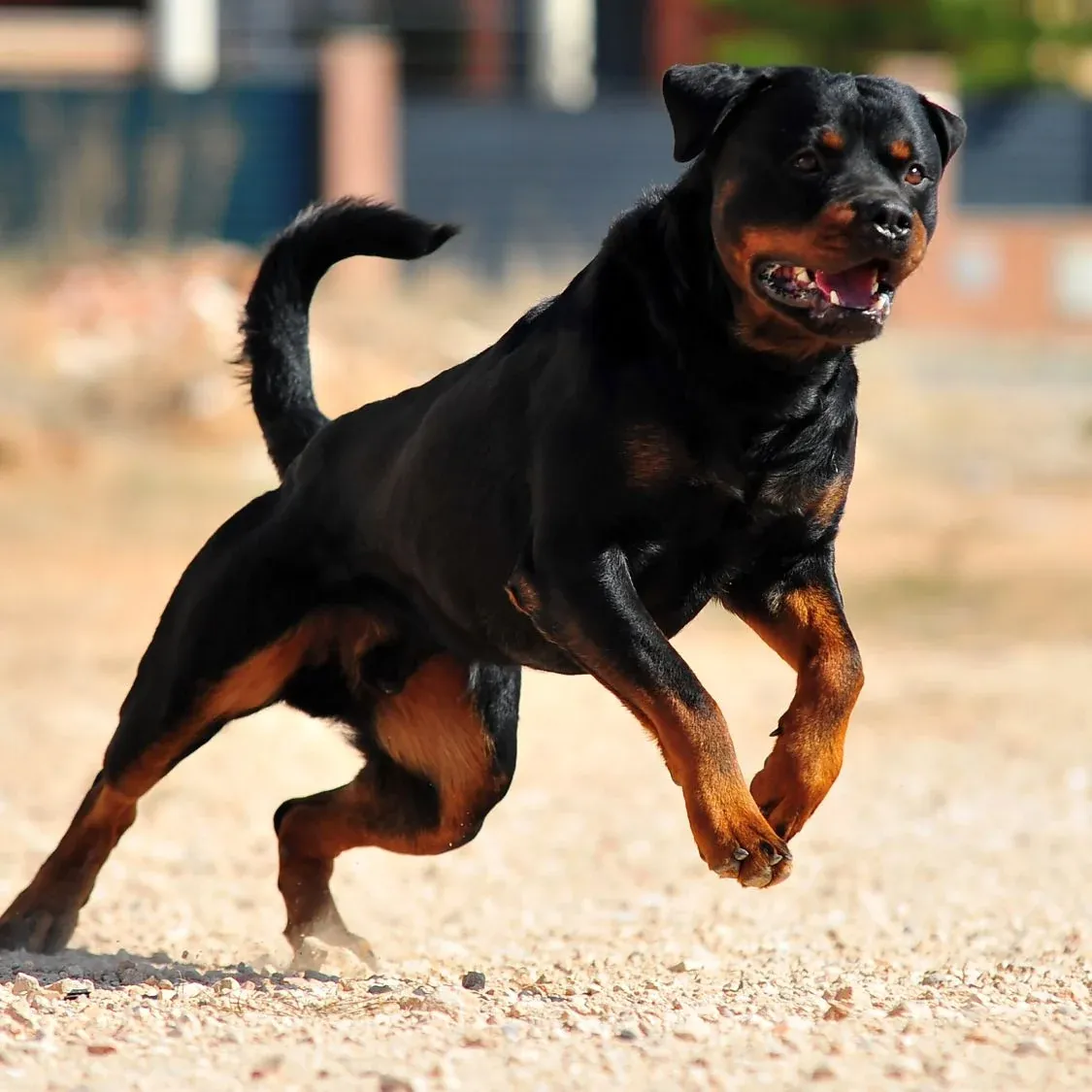 Rottweiler Bite Force