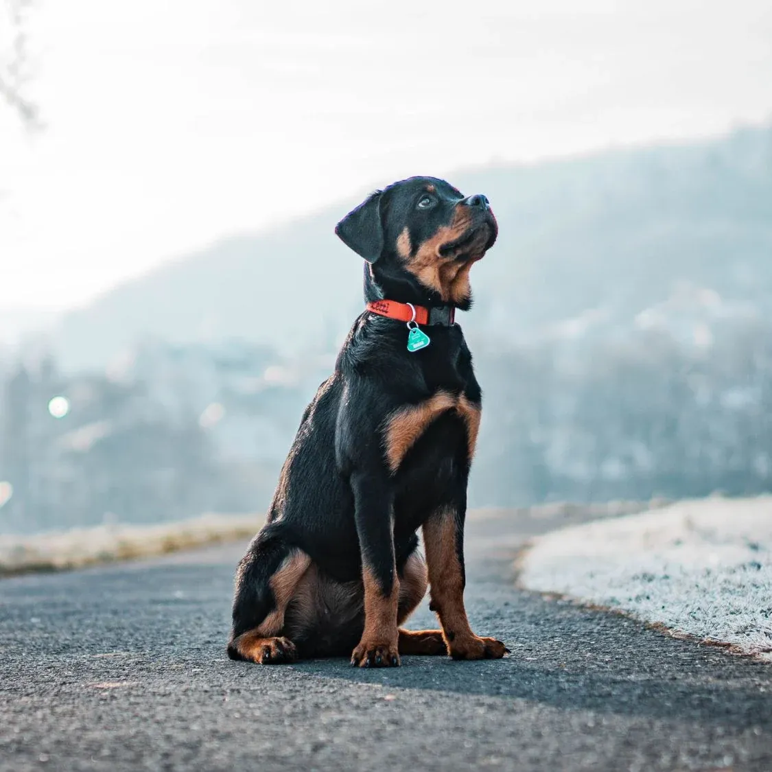 Rottweiler Price In India 2026