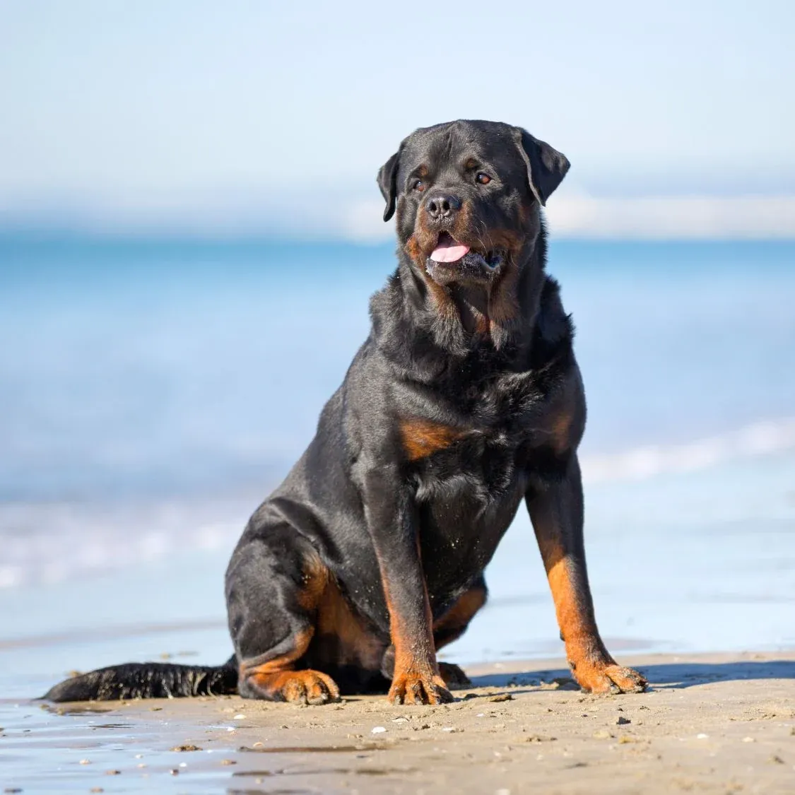 Rottweiler Price In India Factors