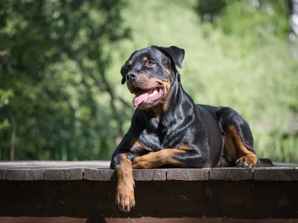 Rottweiler Vaccination Schedule In India (2026)