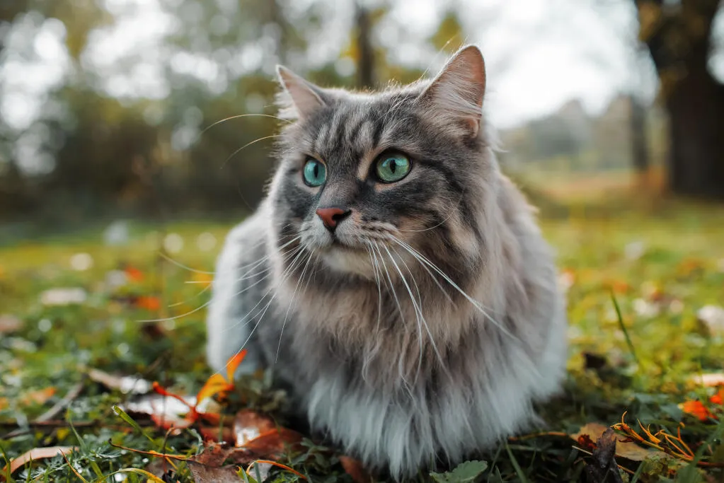 Siberian Cat Health