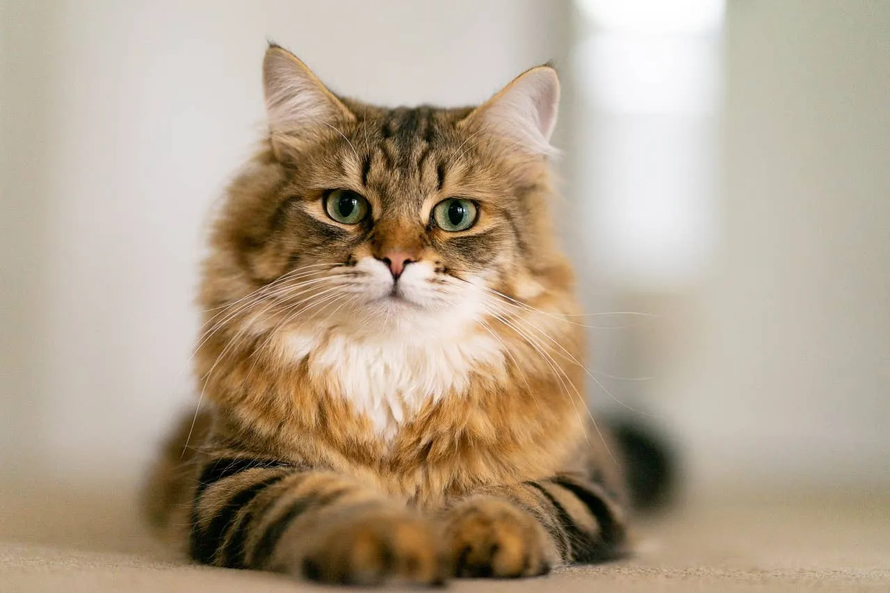 Siberian Cat Price