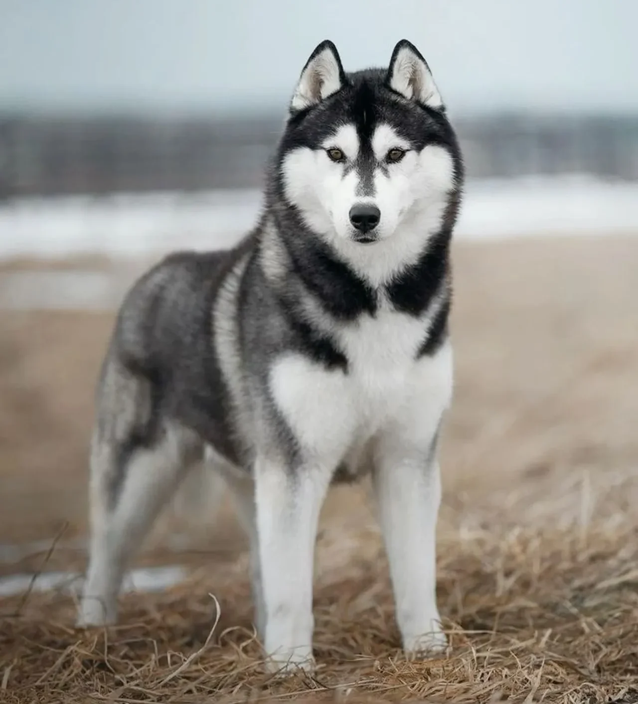 Siberian Husky Personality and Behaviour