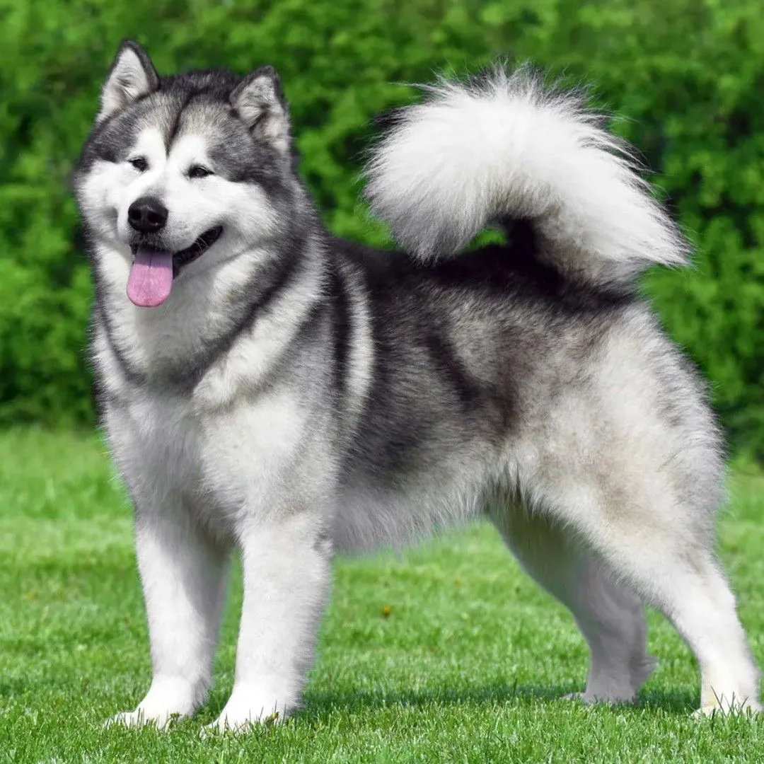 White Husky Dog Price In India