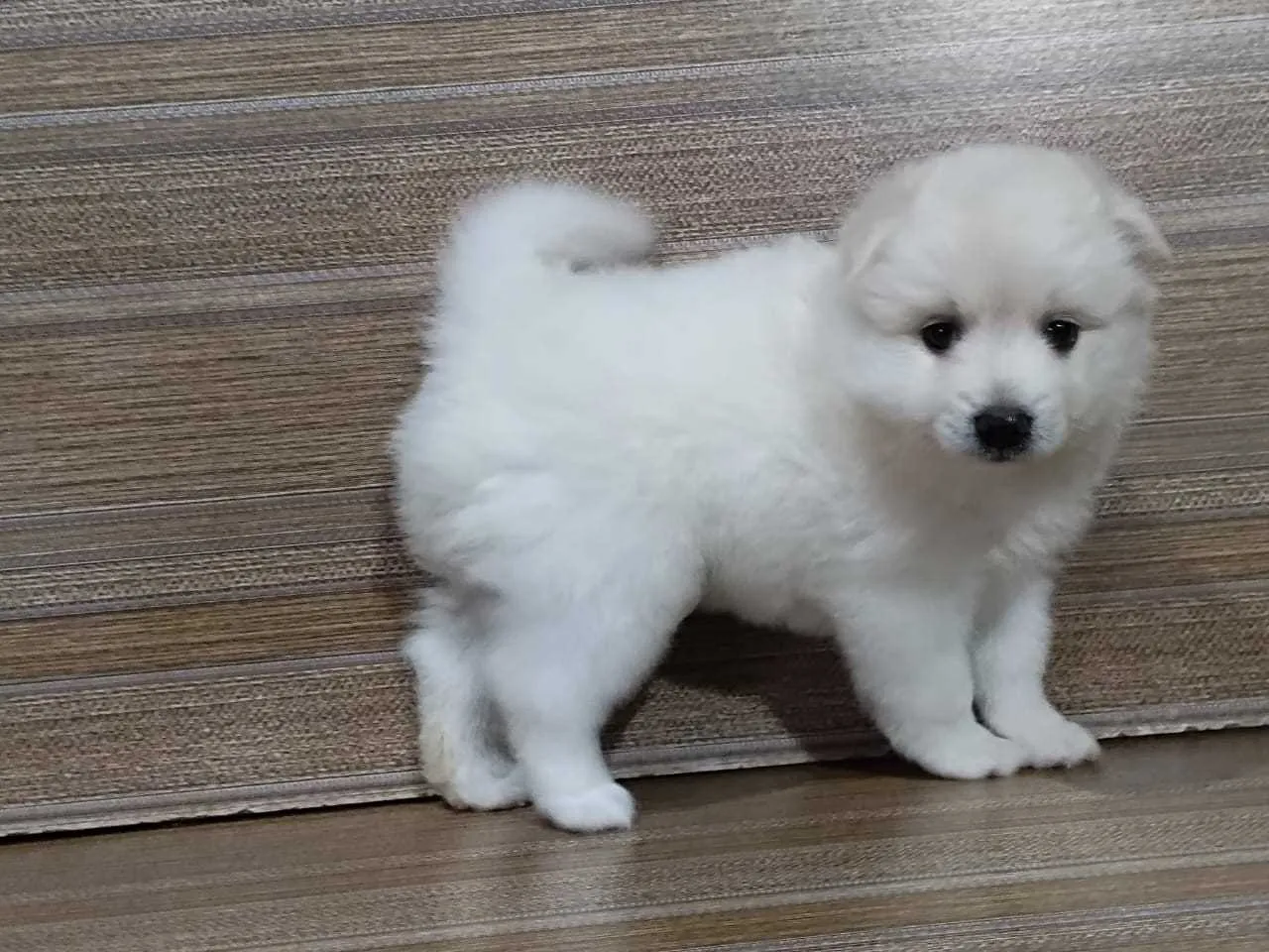 pungsan dog puppy