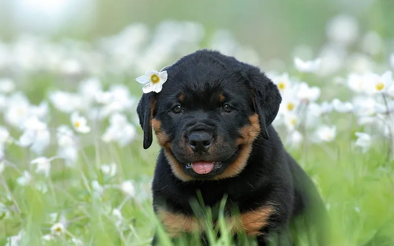 rottweiler puppy price in india