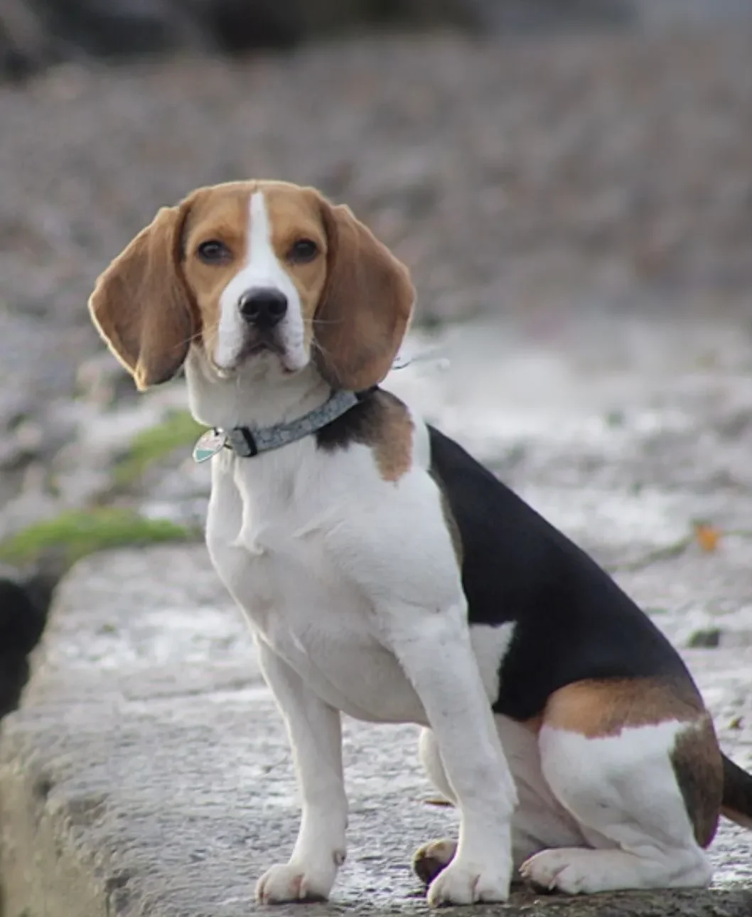 Beagle Dog Height