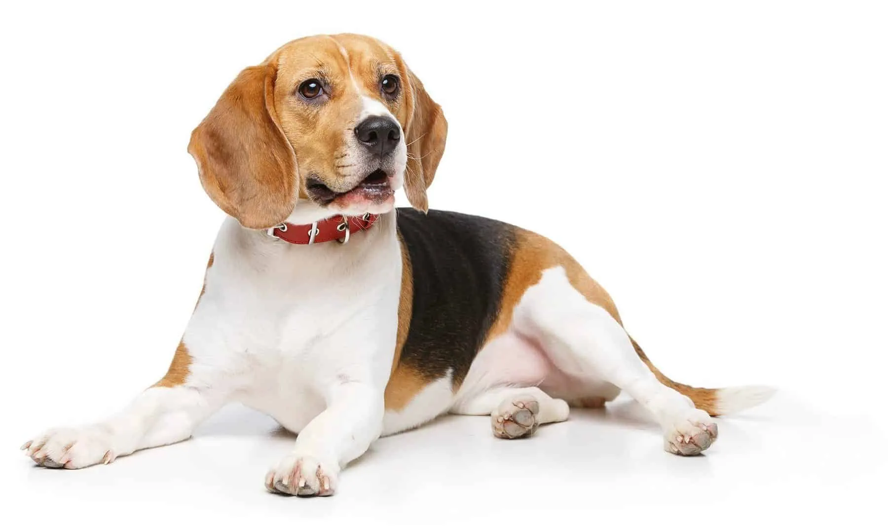 Beagle Dog