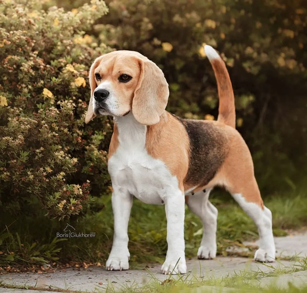 City-Wise Beagle Dog Price