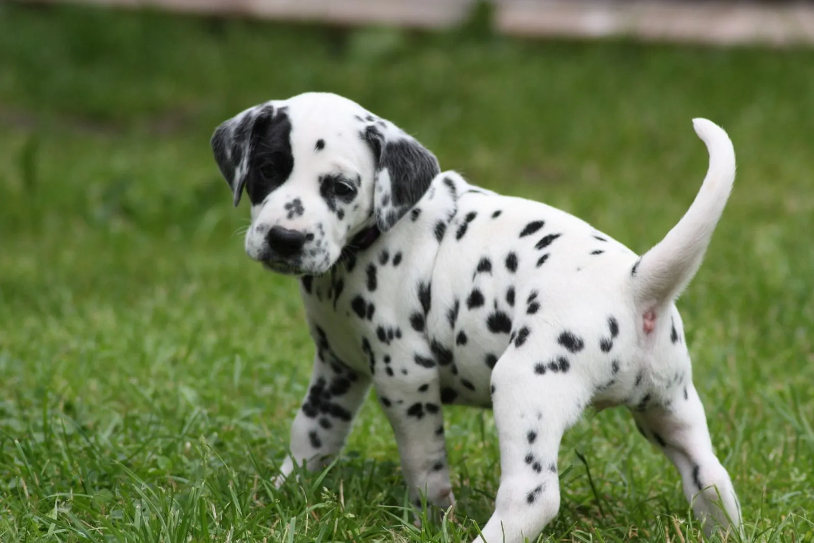 Dalmatian Dog Puppy Price