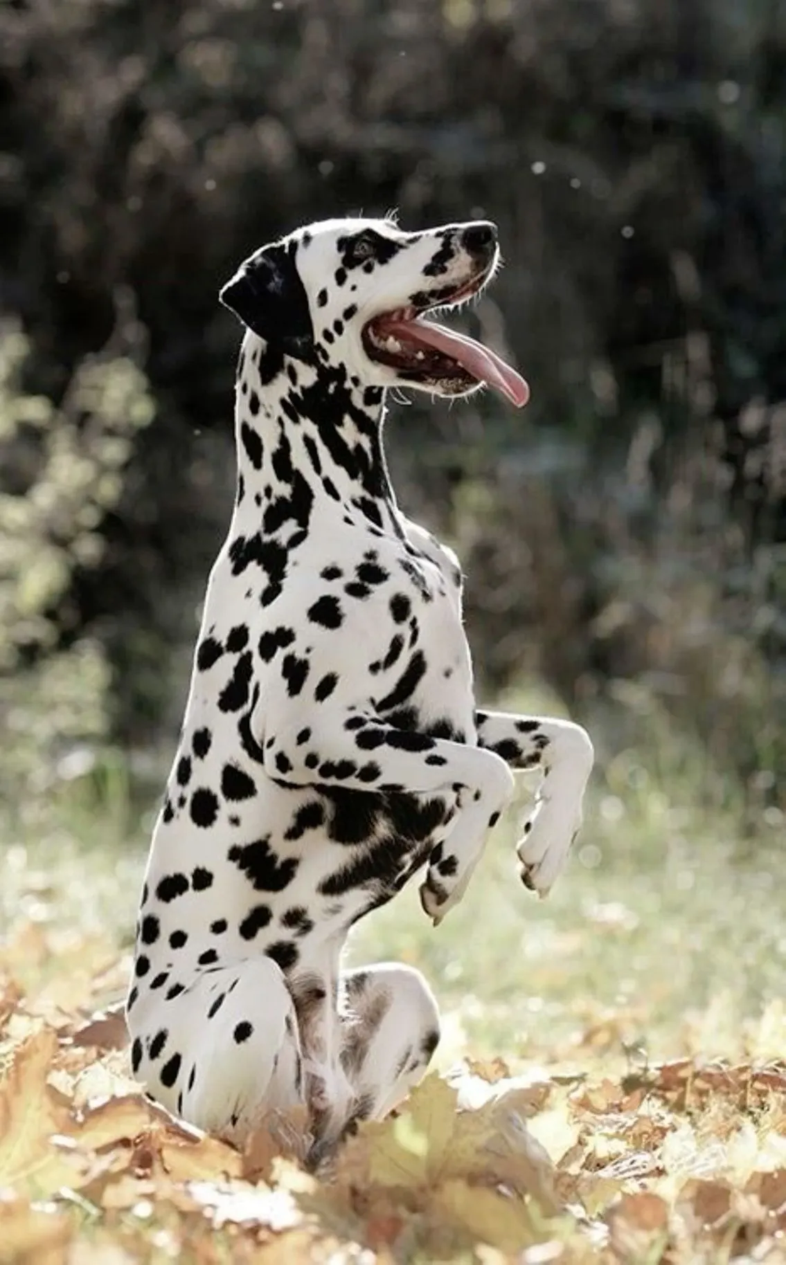 Dalmatian Dog Temperament