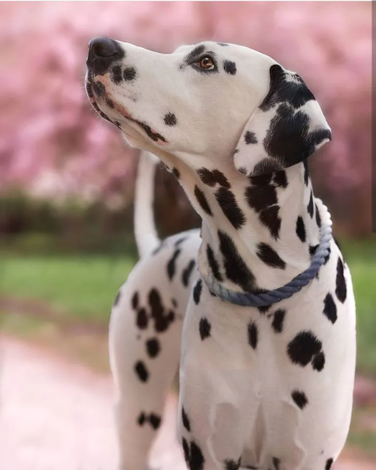 Diet and Feeding Dalmatian