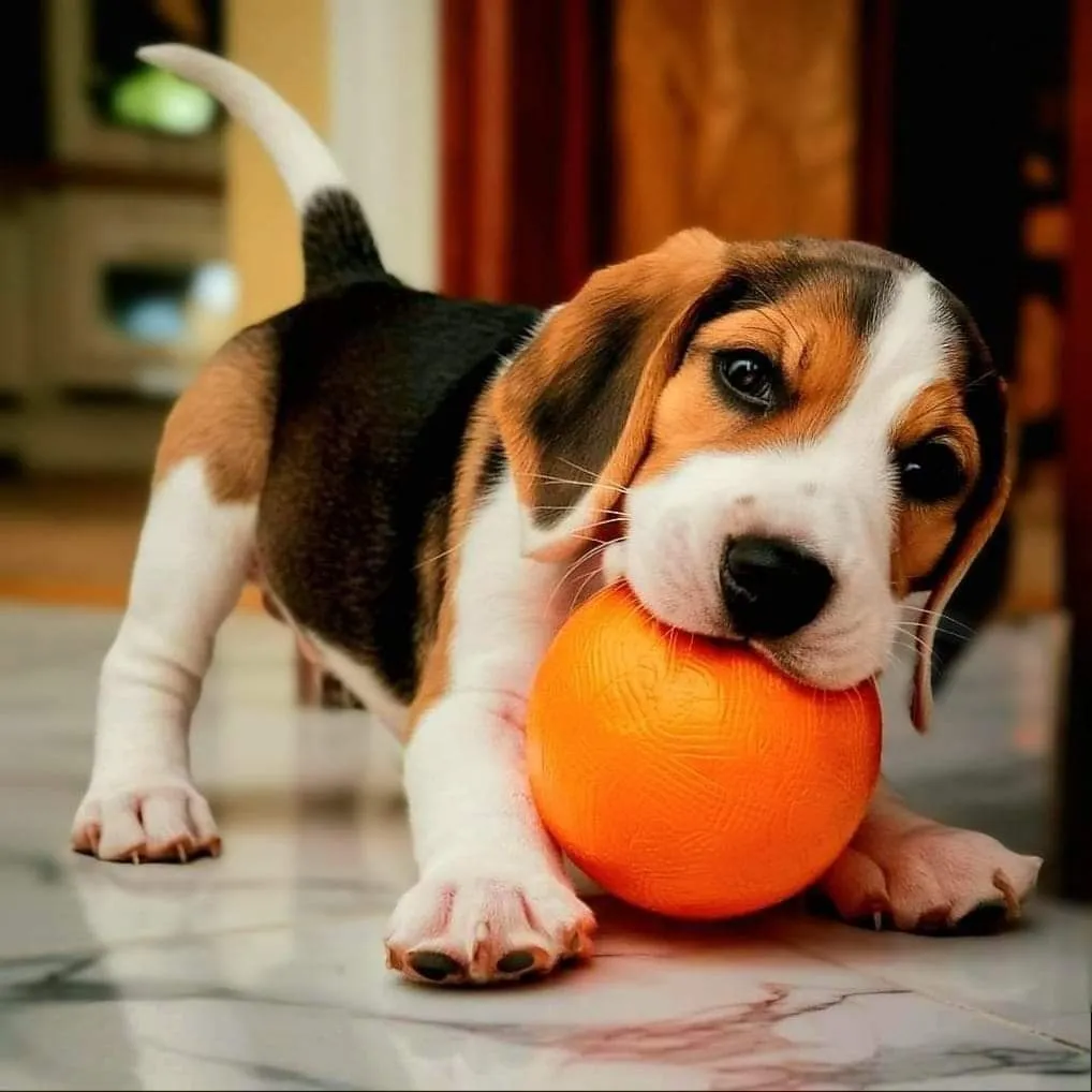 Diet and Feeding to Your Beagle