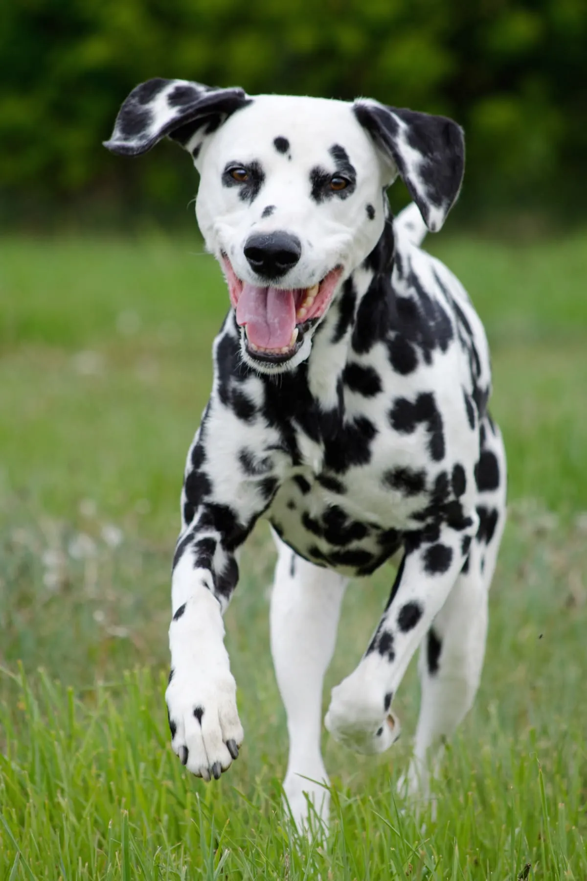 Exercise and Training Dalmatian Dog