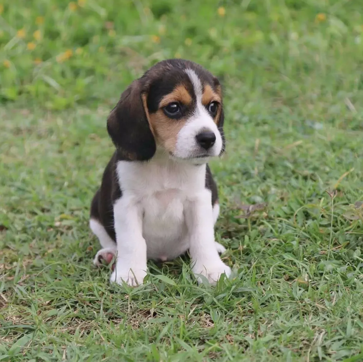 Genuine Pure Beagle Breeder