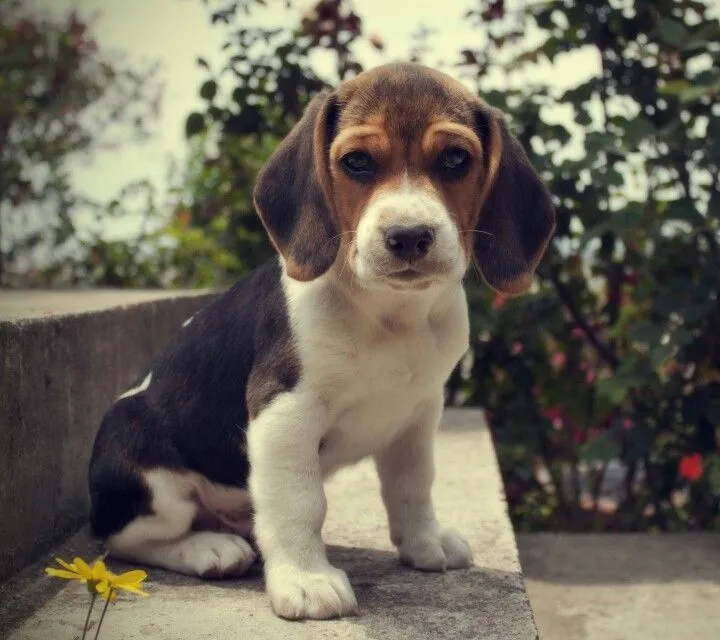 Monthly Maintenance Cost of Beagle 