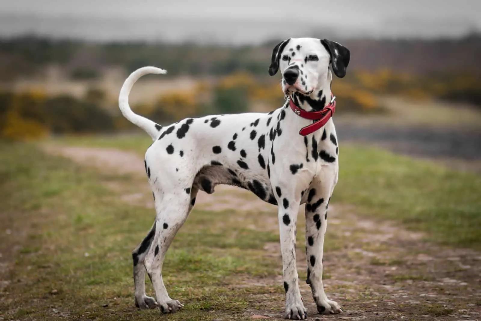 dalmatian dog price in india